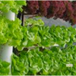 Salad grown using hydroponics in Haiti © Jardins Hydroponiques d’Haiti 