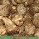 Taro_root_for_sale - ChildofMidnight